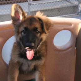 Shiloh Shepherd Puppies from Solace Shilohs