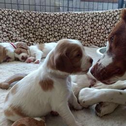 Brittany Puppies from Fieldstone Bird dog Kennels