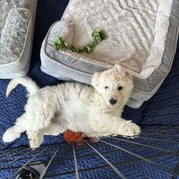 Golden Retriever Puppies from Evergreen Snow Doodles