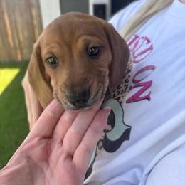Uno - Red male Dachshund puppy in Magnolia, Texas from Little Honey’s Dachshunds