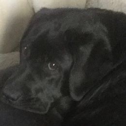 Labrador Retriever Puppies from Reve Labradors