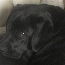 Labrador Retriever Puppies from Reve Labradors