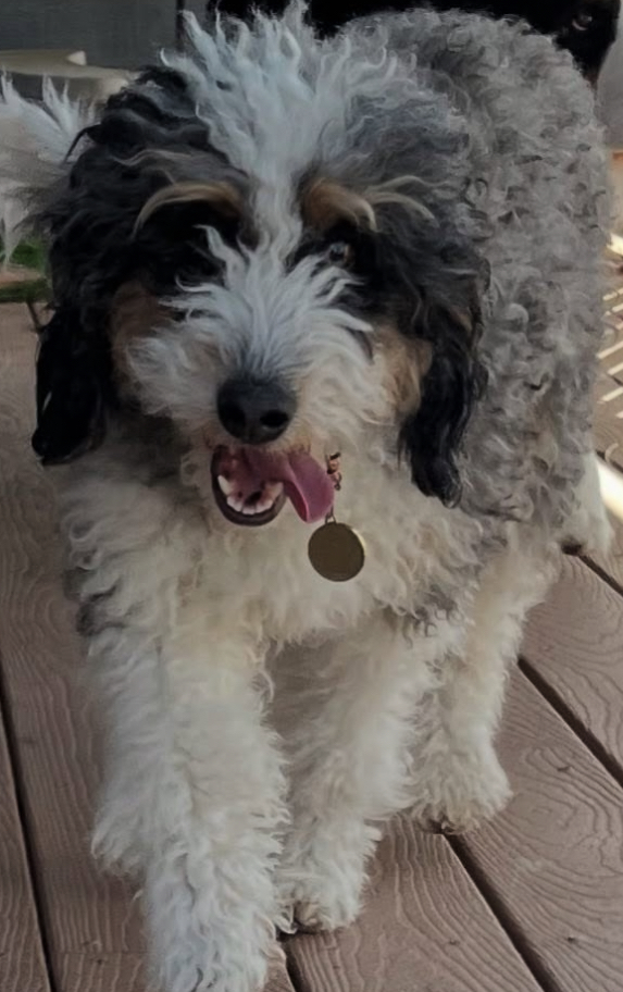 Bernedoodle Puppies from Hampton Bernese Mountain Dogs