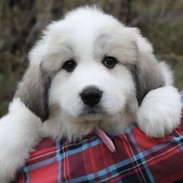 Great Pyrenees Puppies from White O'Morn Farm AKC Great Pyrenees