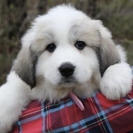 Great Pyrenees Puppies from White O'Morn Farm AKC Great Pyrenees