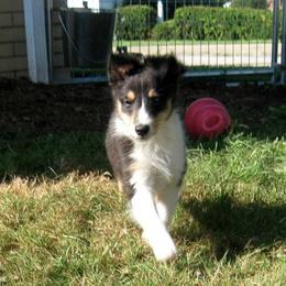 Shetland Sheepdog Puppies from Fancypants Shetland Sheepdogs