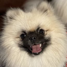 Louie - Pomeranian