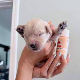 Girl 2 - Peach - Light golden female Golden Retriever puppy in Mc Minnville, Tennessee from Wishaw Whisky Golden Retrievers