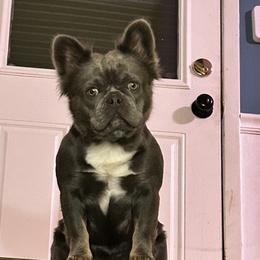 Luna - French Bulldog