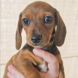Miss Red - Red female Dachshund puppy in Virginia City, Nevada from V.C. Weenies