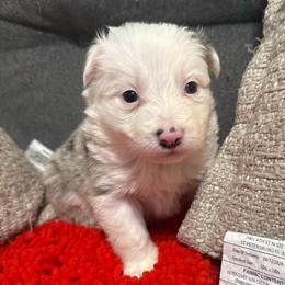 Phoenix - Blue merle female Border Collie puppy in Mckinney, Texas from Border Collies of Ruidoso
