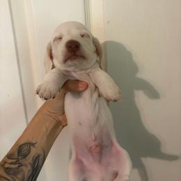 Tucker - Cream male Dachshund puppy in Conroe, Texas from Dots Dachshunds