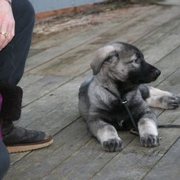 Shiloh Shepherd Puppies from Solace Shilohs