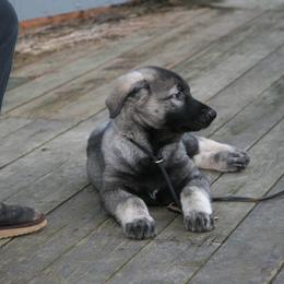 Shiloh Shepherd Puppies from Solace Shilohs