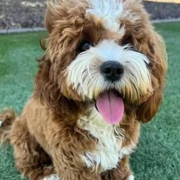 Jerzi - Cavapoo