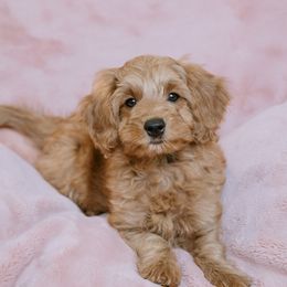 Goldendoodle and Poodle Puppies from Desert Born Kennel