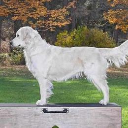 Willow - Golden Retriever