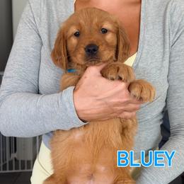Bluey - Dark golden female Golden Retriever puppy in Rancho Cucamonga, California from Robinson Retrievers