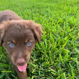 Brazos - Red tri-color male Australian Shepherd puppy in Beach City, Texas from Salt N Sass Aussies