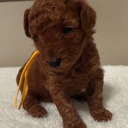 Aspen - Red  female Poodle puppy in Auburn, Alabama from Coasta J’s Poodles LLC