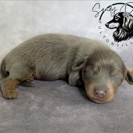 Casper - Gray (blue) and tan male Dachshund puppy in Fultonville, New York from Sandy Aussies & Pomeranians