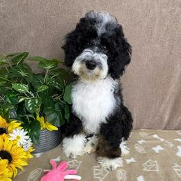 Cupid - male Australian Mountain Doodle puppy in Seymour, Missouri from D and D’s Dandy Doodles