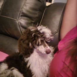 Louis - Poodle
