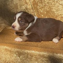 Hank - Red tri male Miniature Australian Shepherd puppy in Tecumseh, Oklahoma from Ashley's Aussies, LLC