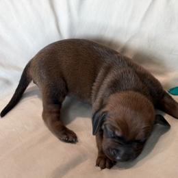 Arrow - Red male Redbone Coonhound puppy in Angleton, Texas from Dorsett Dogs