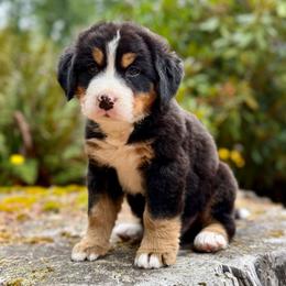 Superman (Brown Collar) - Black rust and white male Bernese Mountain Dog puppy in Stanwood, Washington from Butter Cup Pups and Paws