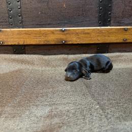Comet - Black male Dachshund puppy in Clifton, Idaho from Diamondline Doberman