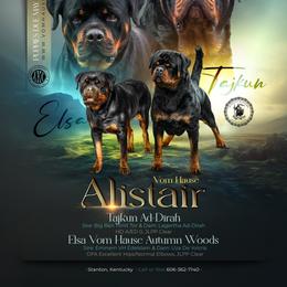 Rottweiler puppies from Vom Hause Alistair