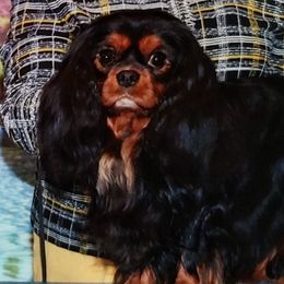 Romeo - Cavalier King Charles Spaniel