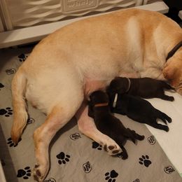 Labrador Retriever Puppies from Magnolia Labradors