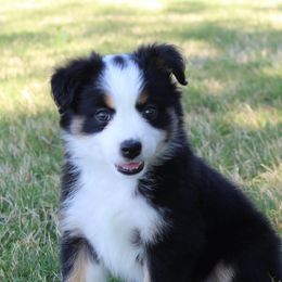 Australian Shepherds from Bent Bar C Aussies