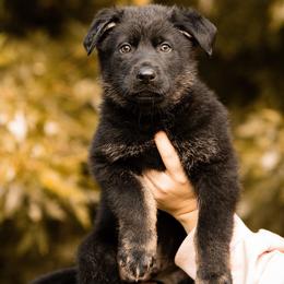 Bullet - Bi-color male German Shepherd puppy in Salem, Ohio from von den Kilöff Working German Shepherds