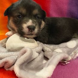 Pembroke Welsh Corgi Puppies from Walkabouts Corgis