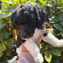 Cedar - Parti male Poodle puppy in Longview, Washington from Evergreen Miniature Poodles