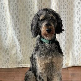 Bernedoodles from Lone Willow Bernedoodles