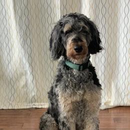 Bernedoodles from Lone Willow Bernedoodles