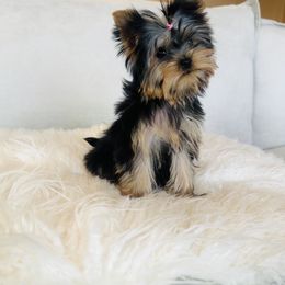 Coraline - Black and gold female Yorkshire Terrier puppy in Hesperia, California from Toy Treasure Yorkies