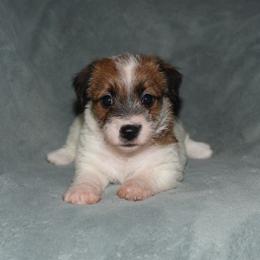 Sneak Girl 3 - White and tan female Russell Terrier puppy in Middletown, Virginia from DBF Russell Terriers