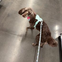 Hazel - Phantom female Poodle puppy in Surprise, Arizona from Oh Doodles Doodlery