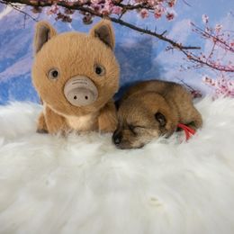Red Collar - Red sesame female Shikoku puppy in Pennsylvania from Aoiyama Sou Shikoku Kennel