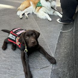 Labrador Retriever Puppies from Rose Gold Retrievers