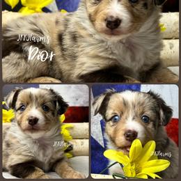 (6) Dior, RMF - Red merle female Miniature American Shepherd puppy in Huntington, Texas from JKKJ Farms, LLC