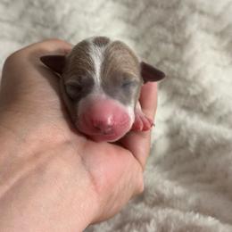 Amalfi - White and blue fawn male Italian Greyhound puppy in Lakeland, Florida from Elite Doxies Florida