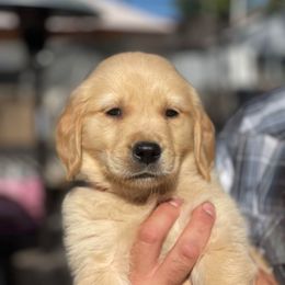Orange collar, male - Golden male Golden Retriever puppy in Yucaipa, California from Blessed Goldens
