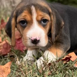 Flora - Black white and tan female Beagle puppy in Rogersville, Missouri from Hales Little Beagle Haven