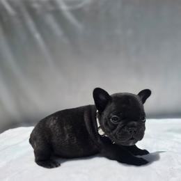 White boy - Brindle male French Bulldog puppy in Polk City, Florida from Best Friend Frenchies, LLC